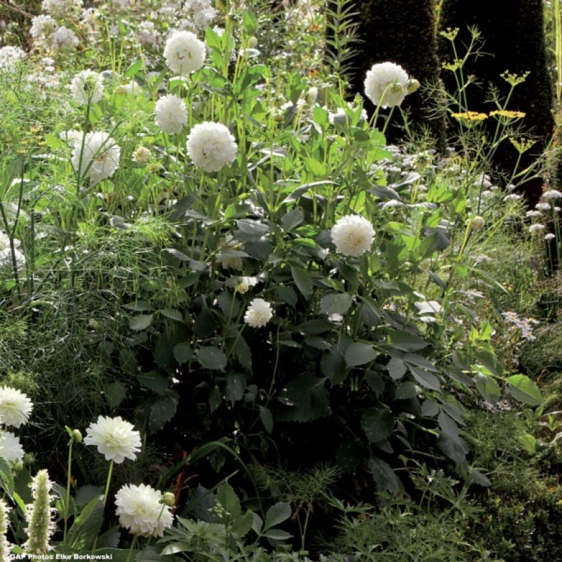 Schmuck-Dahlie Snowstorm (Plant habit)
