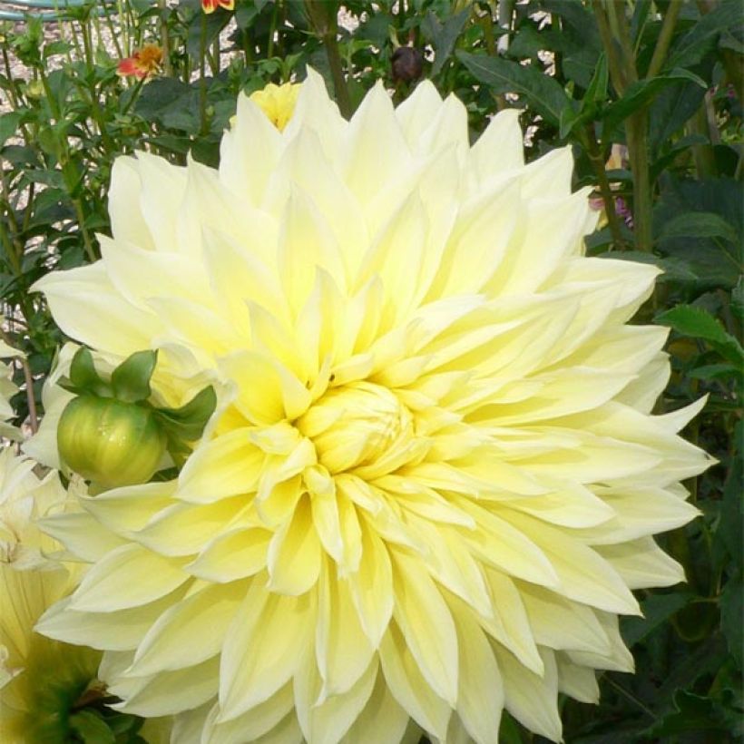 Riesenblütige Dahlie Kelvin Floodlight (Flowering)