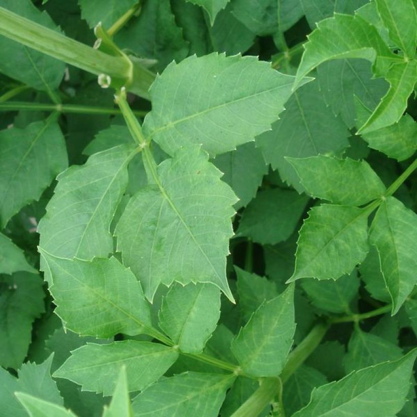Dekorative Dahlie Klondyke (Foliage)