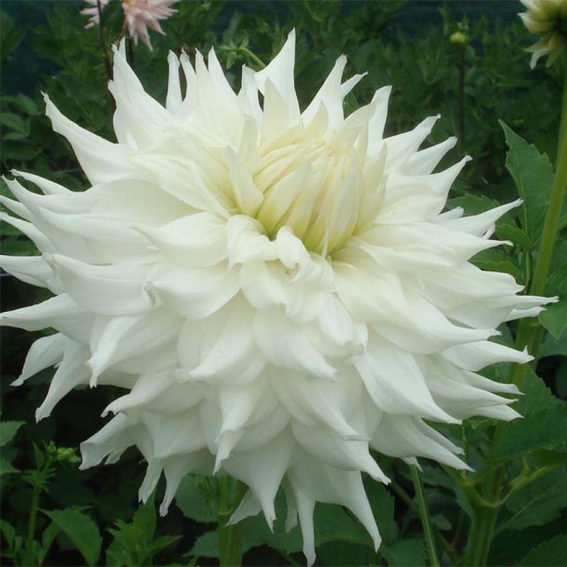 Dekorative Dahlie Klondyke (Flowering)