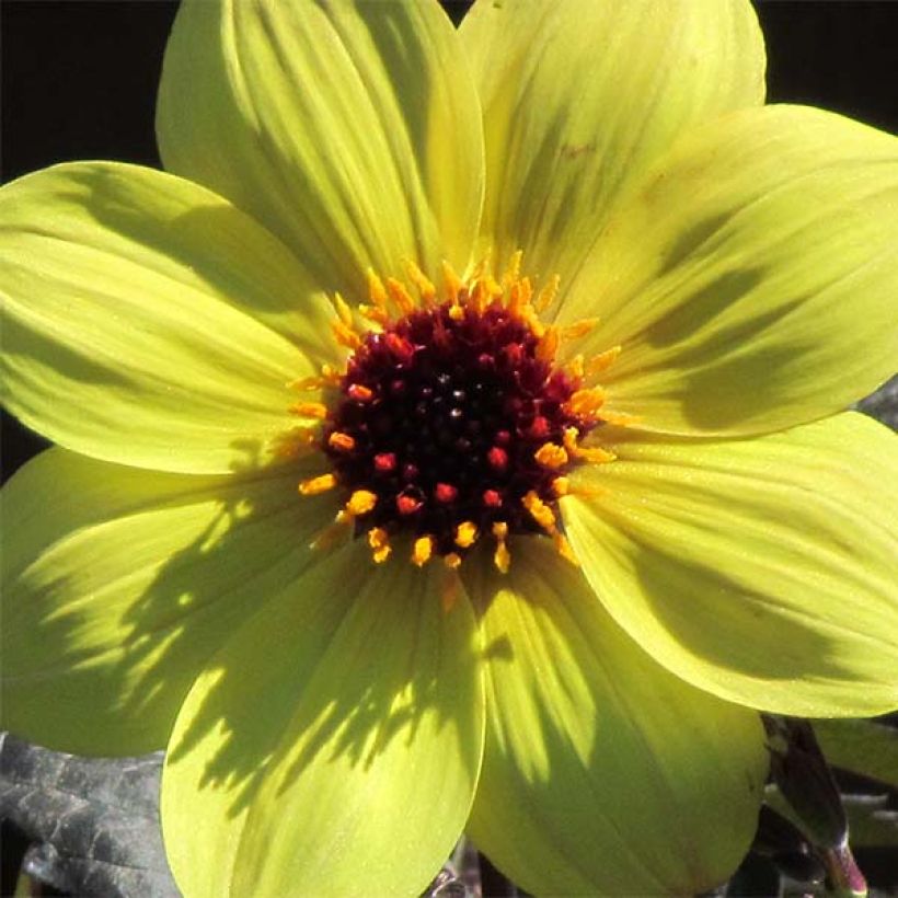 Bauer-Dahlie Knock Out / Mystic Illusion (Flowering)