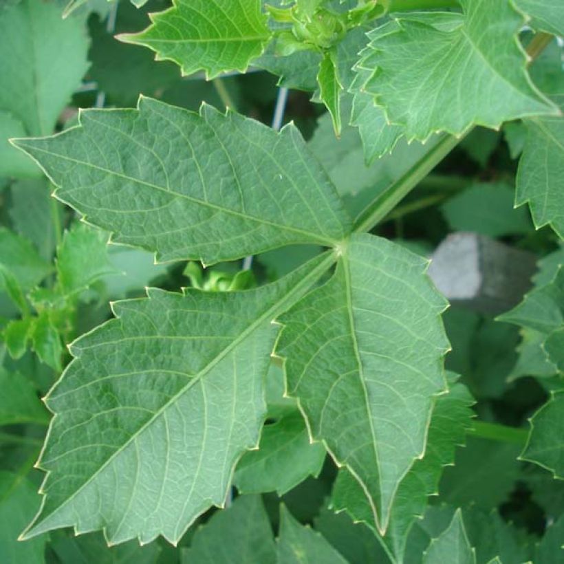 Kaktus-Dahlie Match (Foliage)