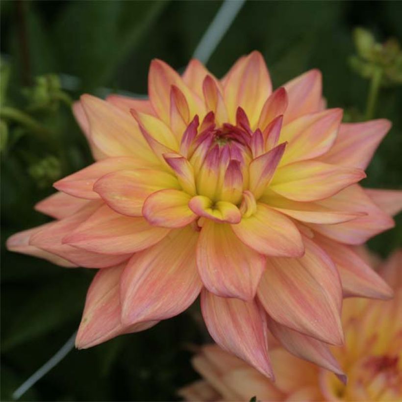 Zwerg-Dahlie Melody Dora (Flowering)