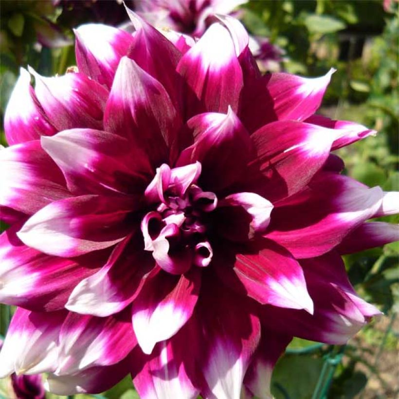 Schmuck-Dahlie Mystery Day (Flowering)