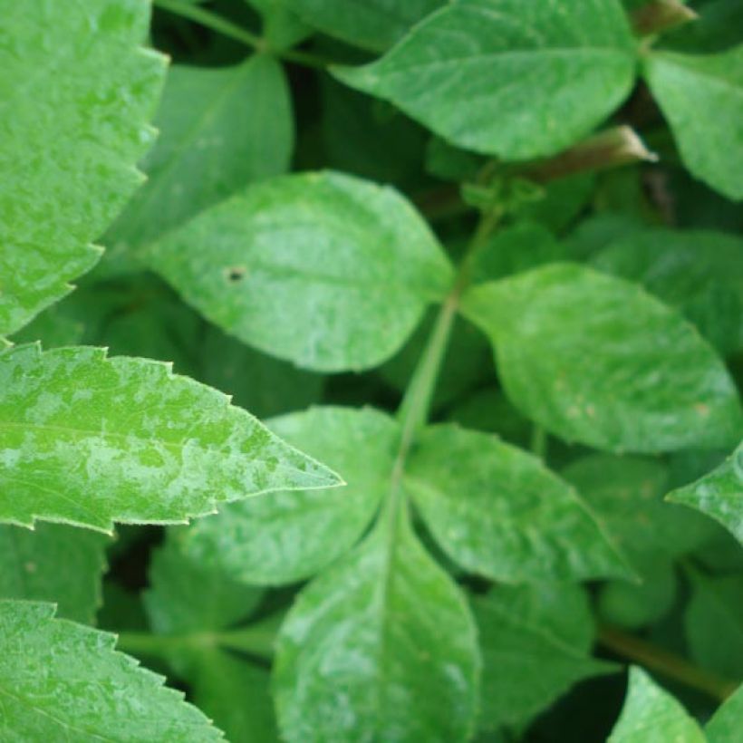 Dekorative Dahlie Nonette (Foliage)