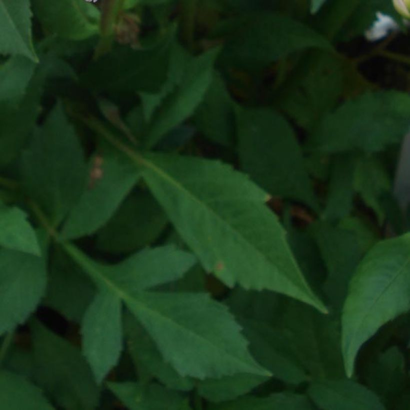 Dekorative Dahlie Offshore Dream (Foliage)