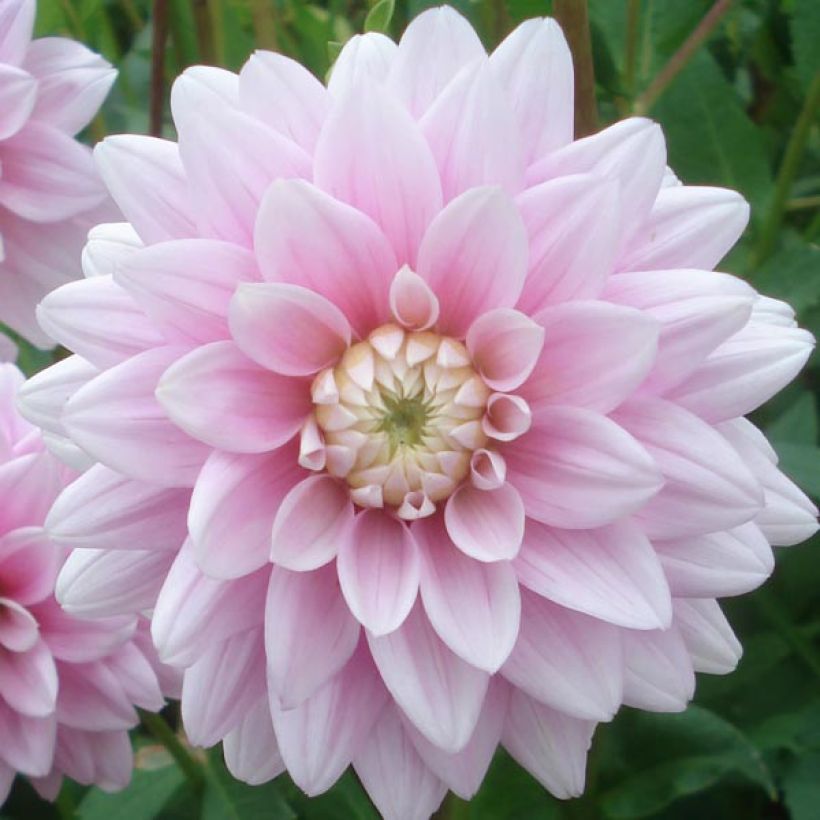 Dekorative Dahlie Offshore Dream (Flowering)