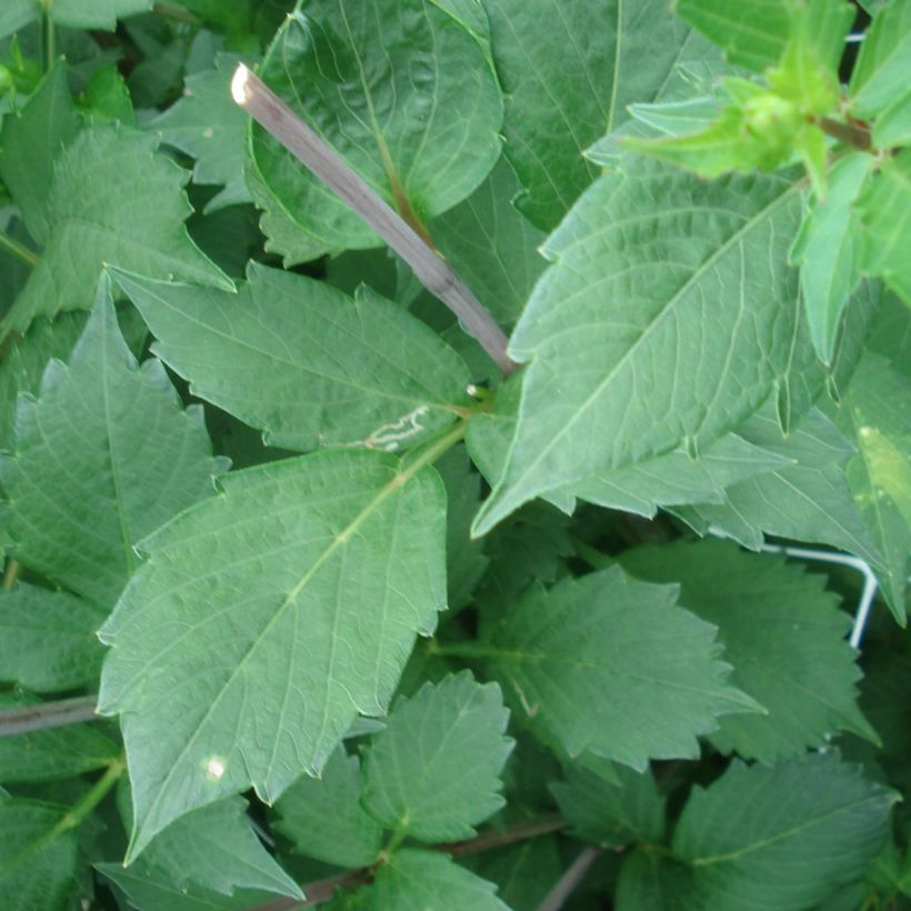 Dekorative Dahlie Onesta (Foliage)