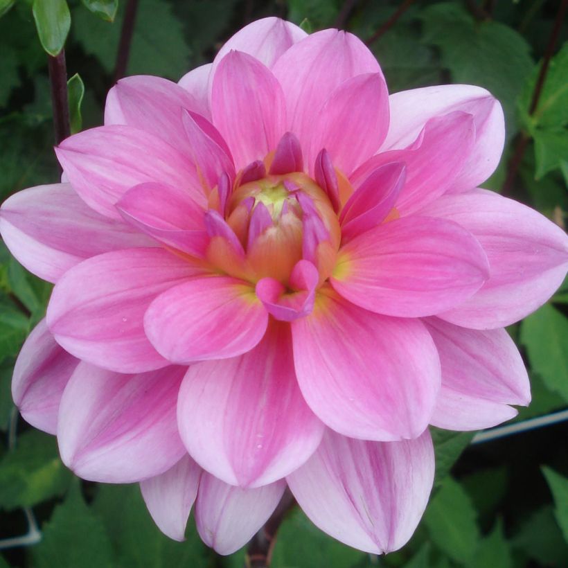 Dekorative Dahlie Onesta (Flowering)