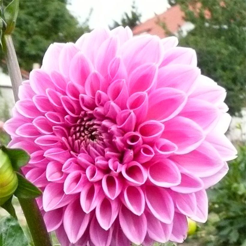 Pompon-Dahlie Pink Sylvia (Flowering)