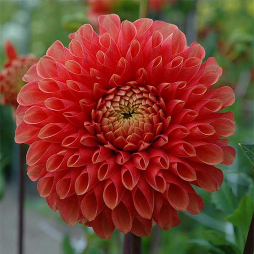 Pompon-Dahlie Jowey Linda (Flowering)