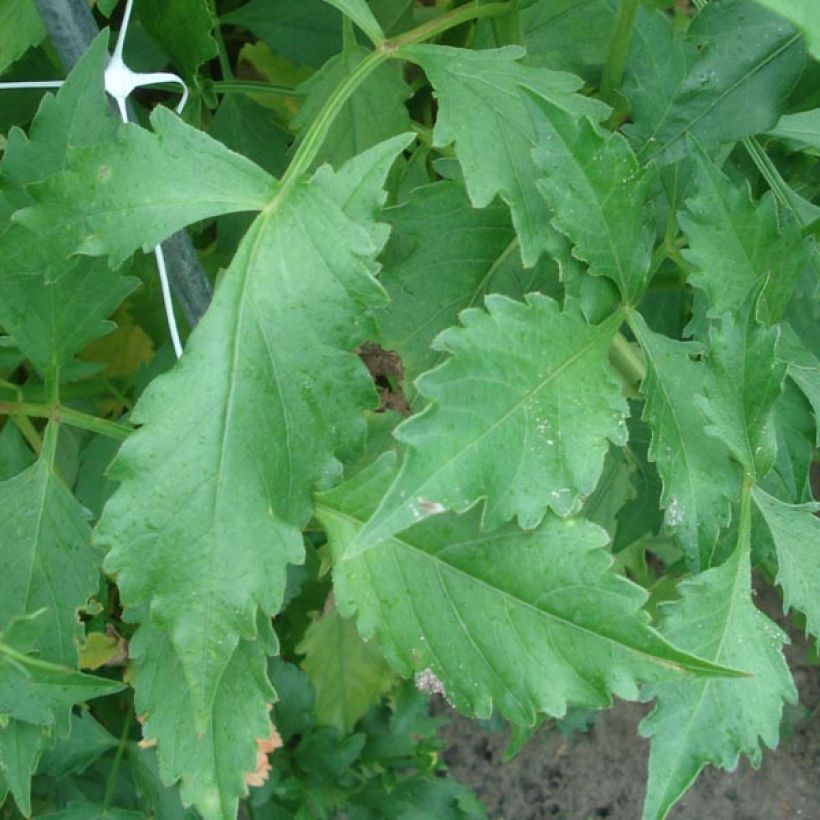 Schmuck-Dahlie Puerto Rico (Foliage)