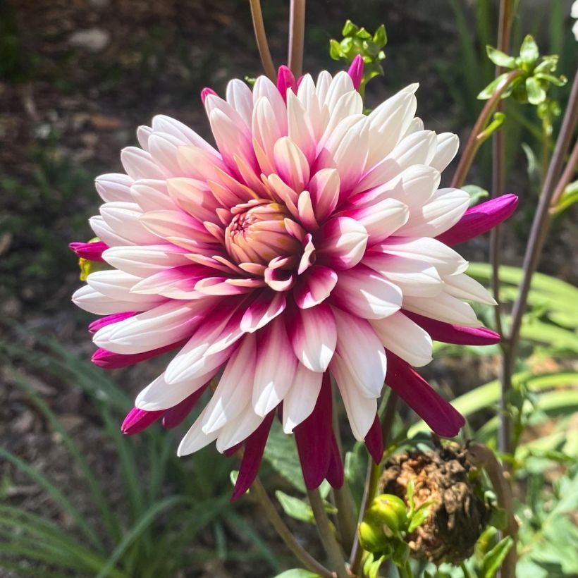 Schmuck-Dahlie Rebecca s World (Blüte)