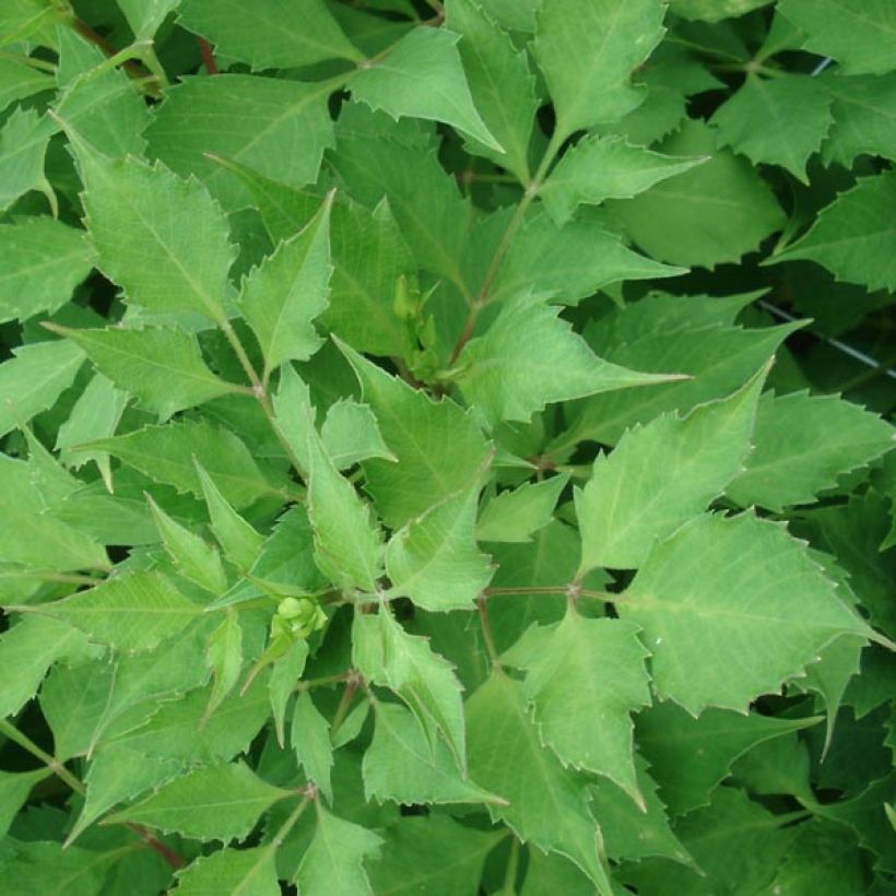 Schmuck-Dahlie Red Rock (Foliage)