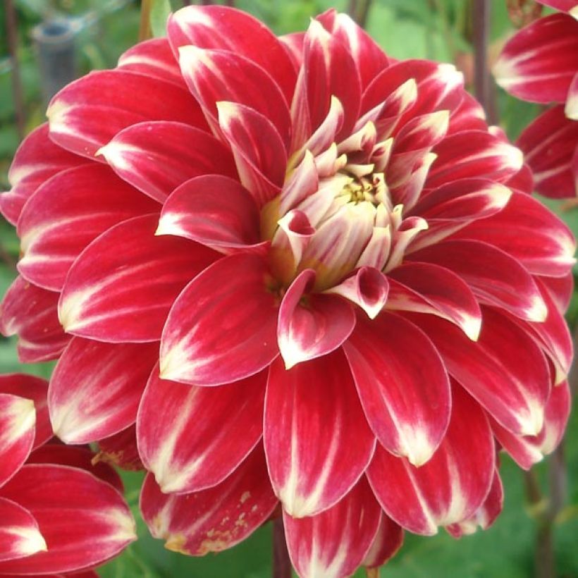 Schmuck-Dahlie Red Rock (Flowering)