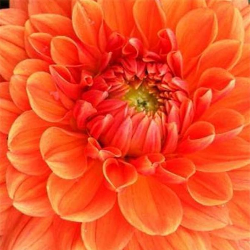 Schmuck-Dahlie Renato Tosio (Flowering)