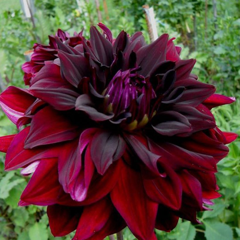 Kaktus-Dahlie Rip City (Flowering)