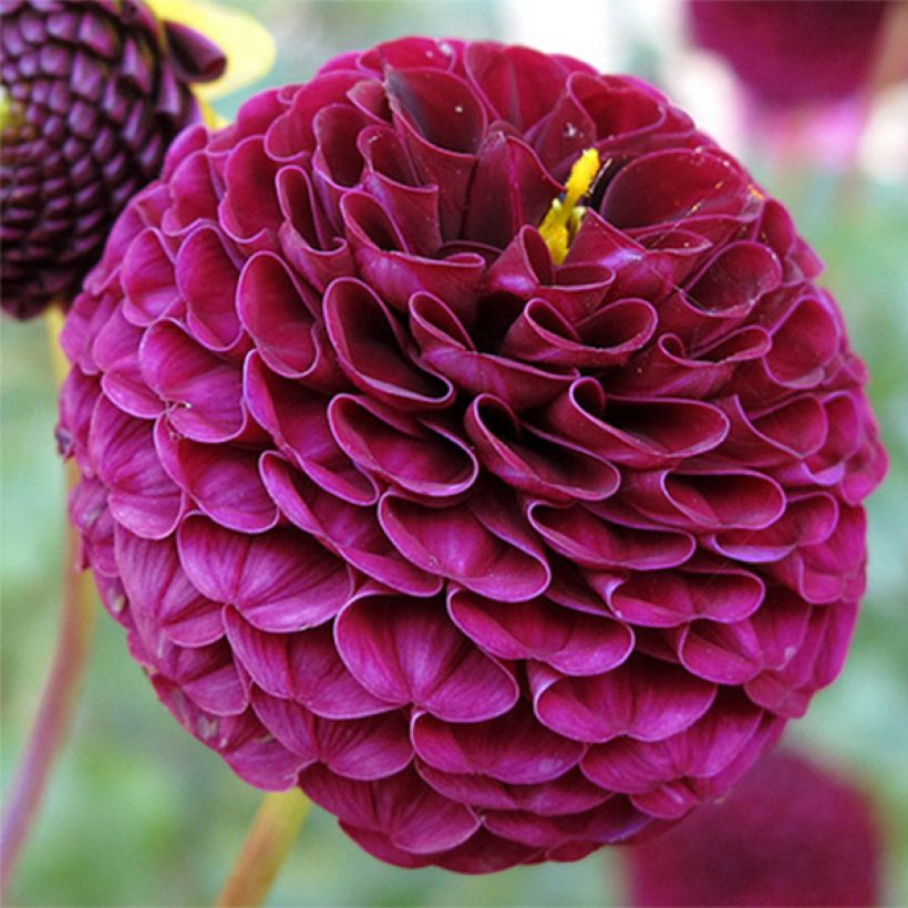 Pompon-Dahlie Rocco (Flowering)