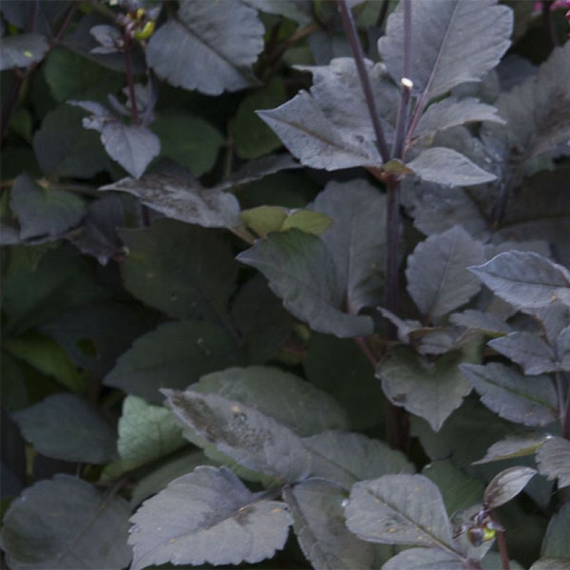 Bauer-Dahlie Roxy (Foliage)