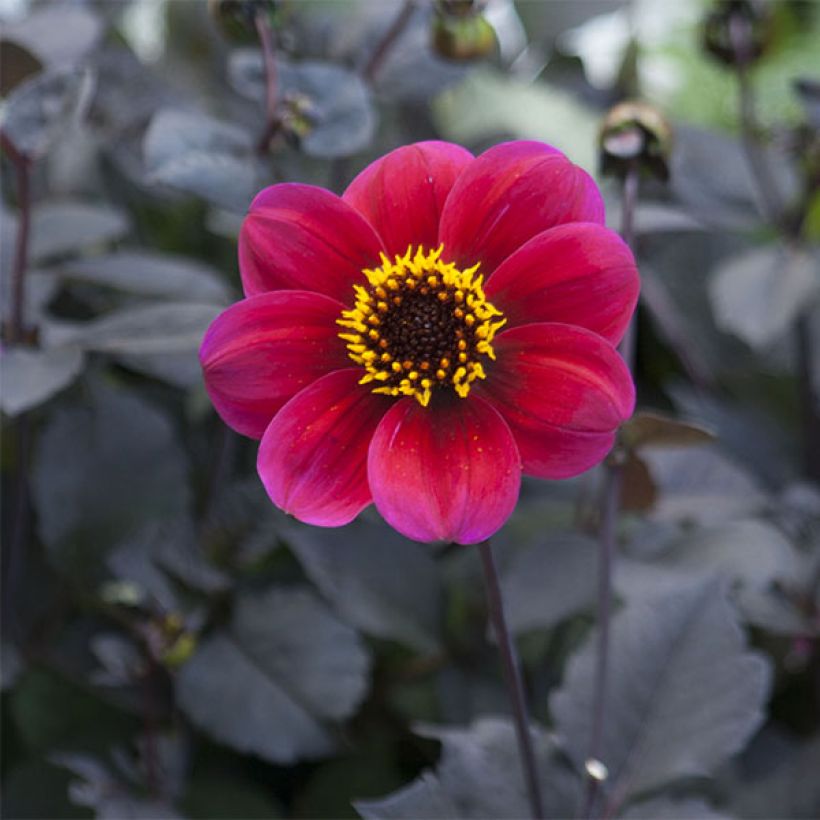 Bauer-Dahlie Roxy (Flowering)