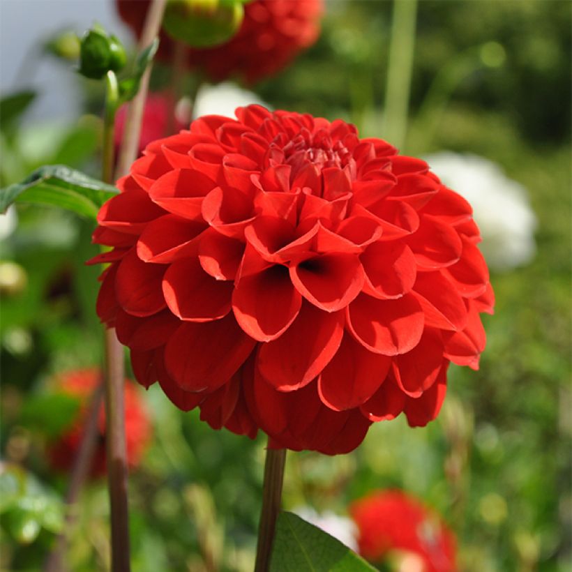 Pompon-Dahlie Salsa (Flowering)