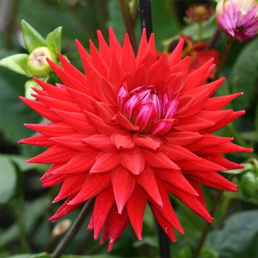 Kaktus-Dahlie Witteman's Best (Flowering)