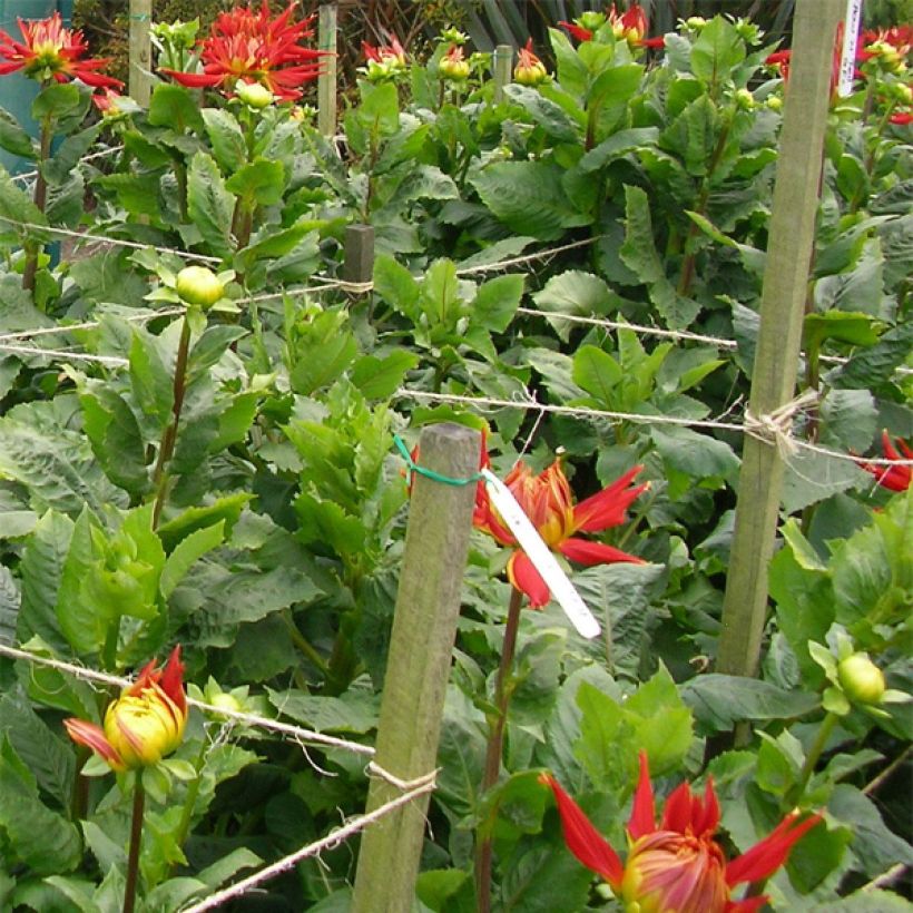 Kaktus-Dahlie Showntell (Foliage)