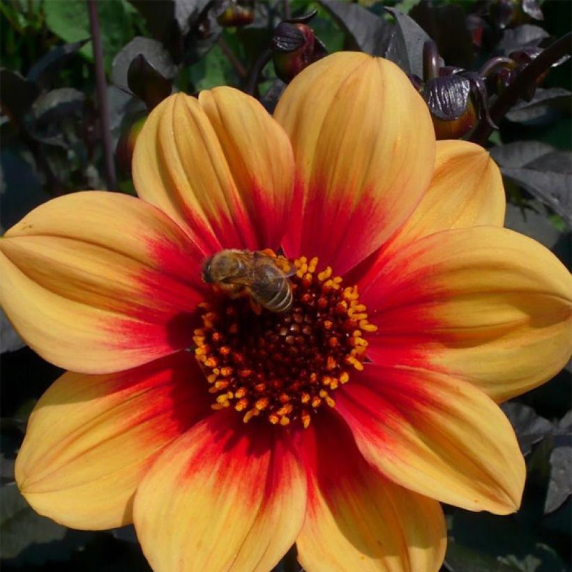 Bauer-Dahlie Sunshine (Flowering)