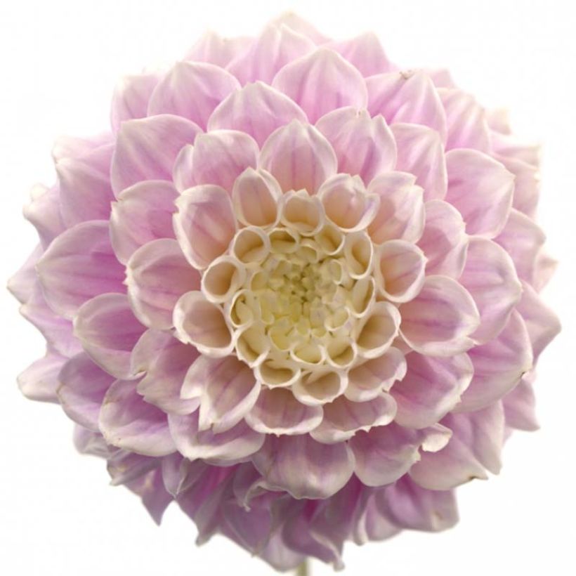 Dekorative Dahlie Sweet Love (Flowering)
