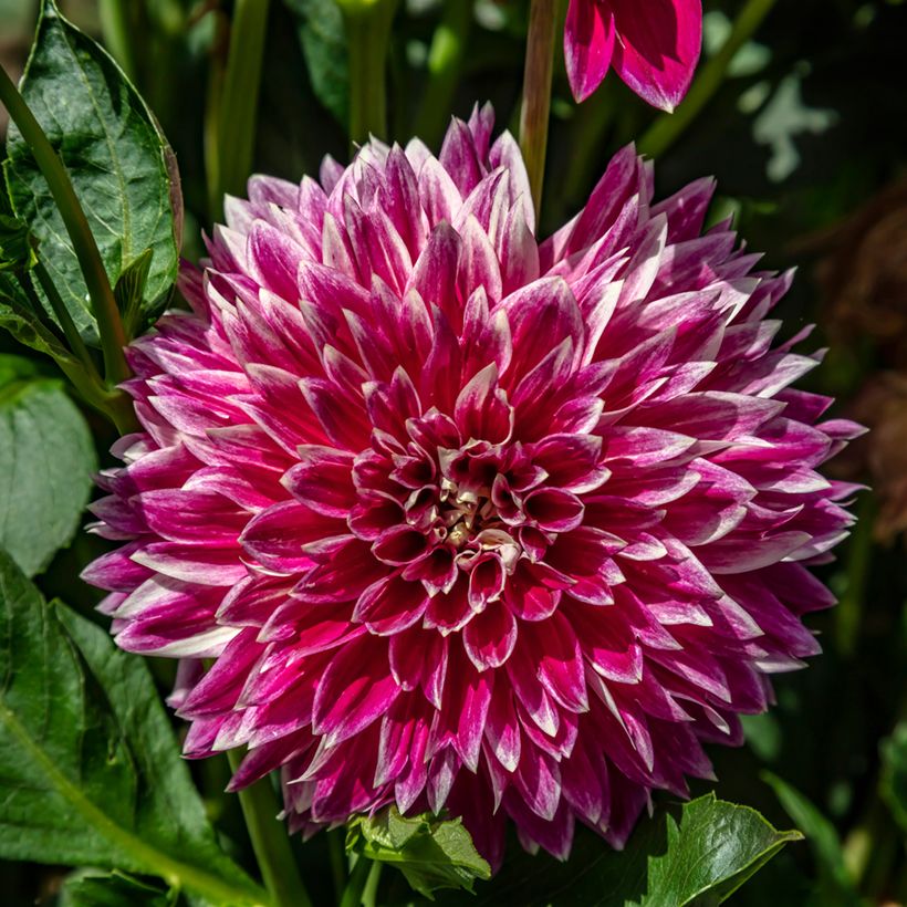 Dekorative Dahlie Temple of Beauty (Flowering)