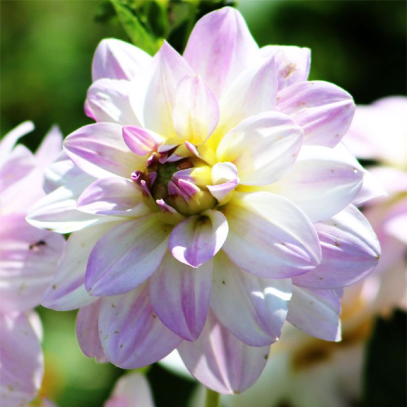 Schmuck-Dahlie Twilight Time (Flowering)