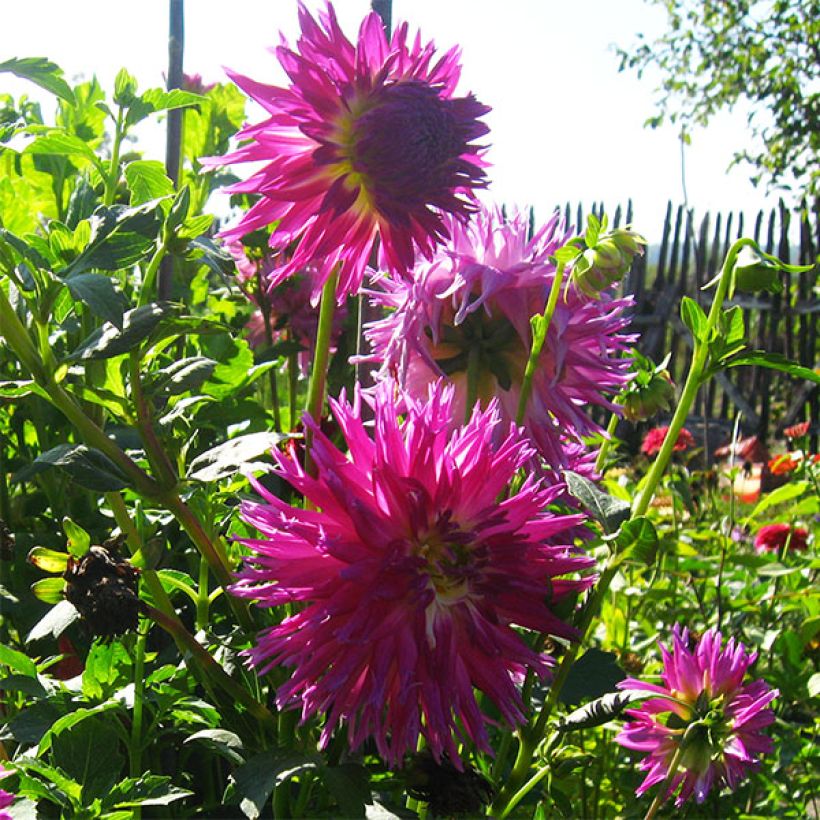 Kaktus-Dahlie Veritable (Flowering)