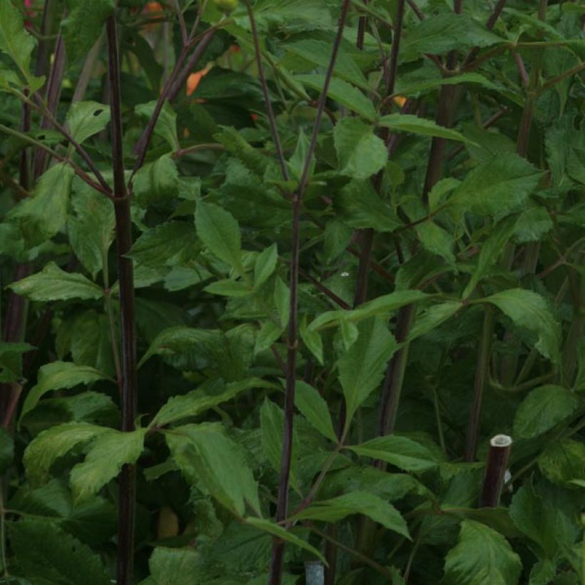 Schmuck-Dahlie Victoria Ann (Foliage)