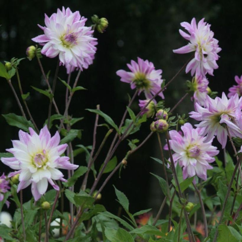 Schmuck-Dahlie Victoria Ann (Flowering)