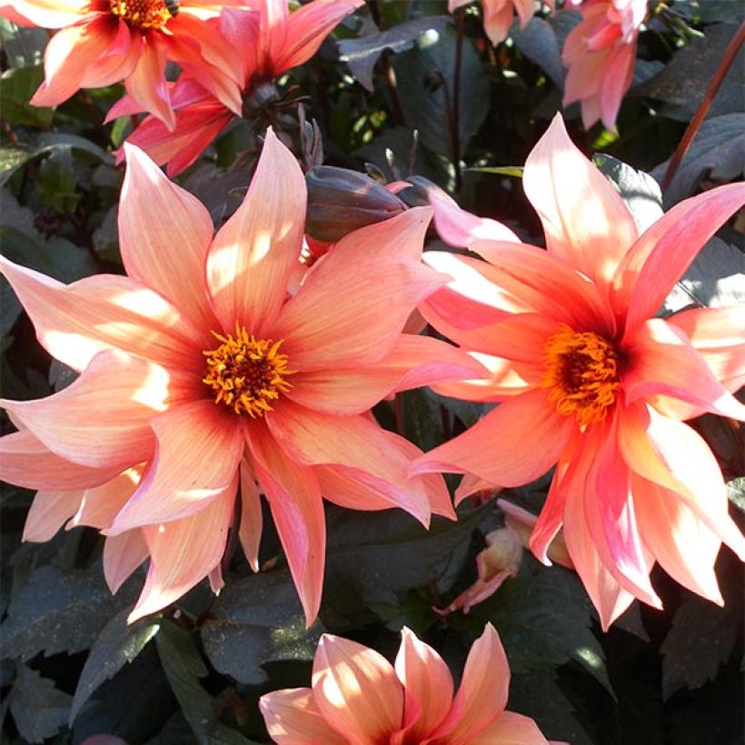 Bauer-Dahlie Waltzing Mathilda (Flowering)