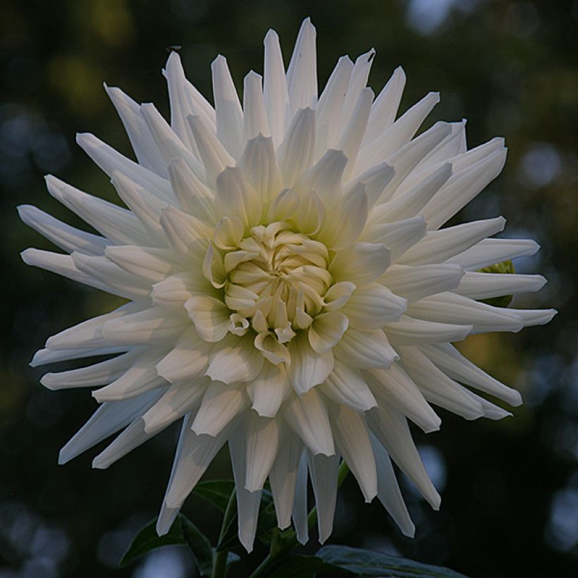 Kaktus-Dahlie White Happiness (Flowering)