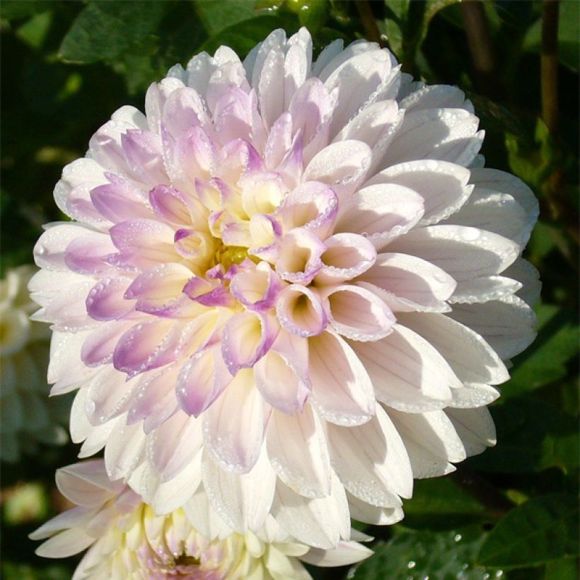 Schmuck-Dahlie White Linda (Flowering)