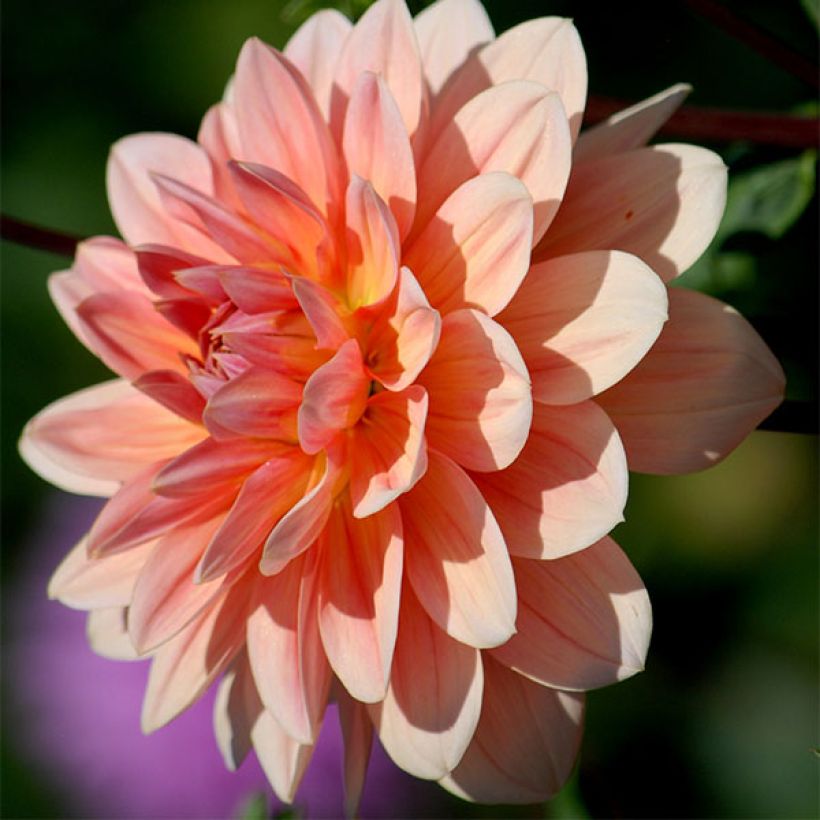 Dekorative Dahlie Yvonne (Flowering)