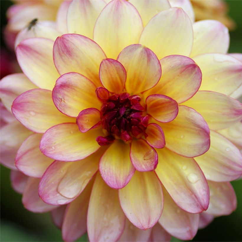 Zwerg-Dahlie Zingaro (Flowering)