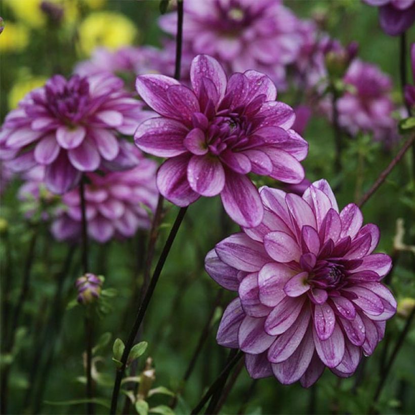 Dekorative Dahlie Seduction (Flowering)
