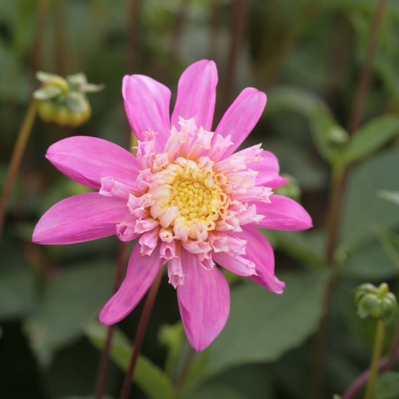 Anemonenblütige Dahlie Siemen Doorenbos (Flowering)