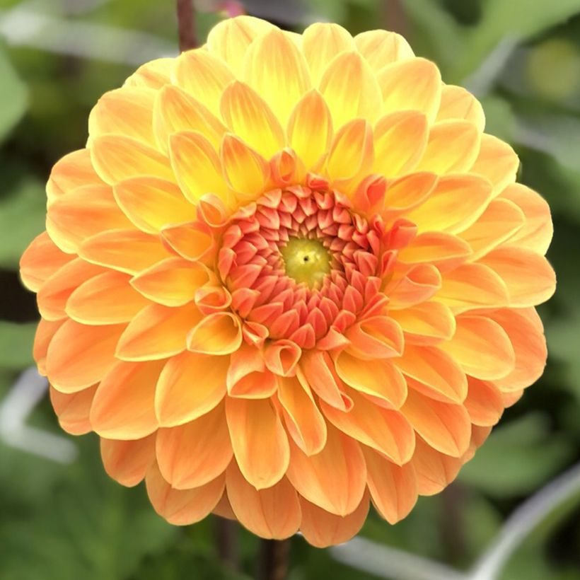 Pompon-Dahlie Amber Crystal (Flowering)