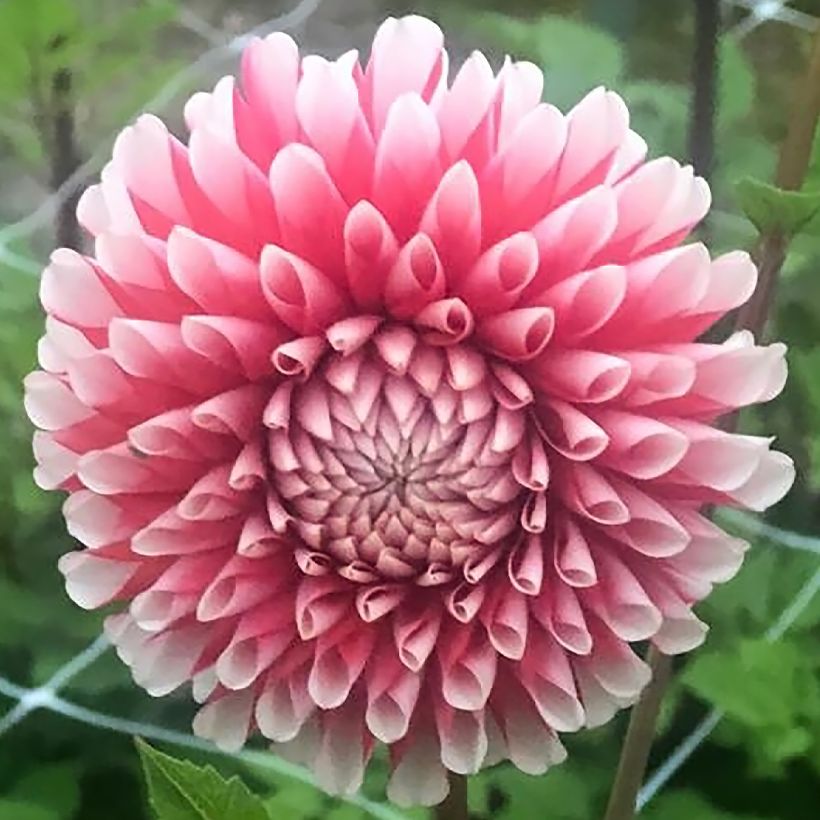 Pompon-Dahlie Chimacum Luke (Flowering)