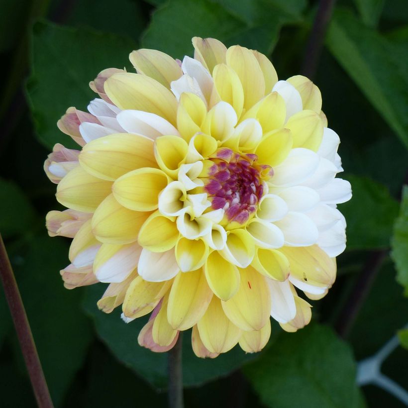 Pompon-Dahlie Double Jill (Flowering)