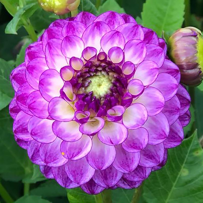 Pompon-Dahlie Dreaming Maid (Flowering)