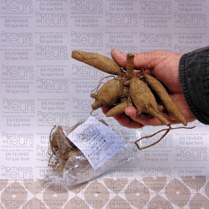Example of Pompon-Dahlie Ivanetti Zwiebel size I as you get