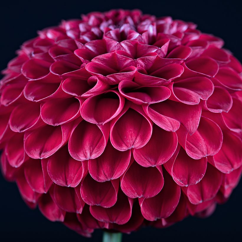 Pompon-Dahlie Ivanetti (Flowering)
