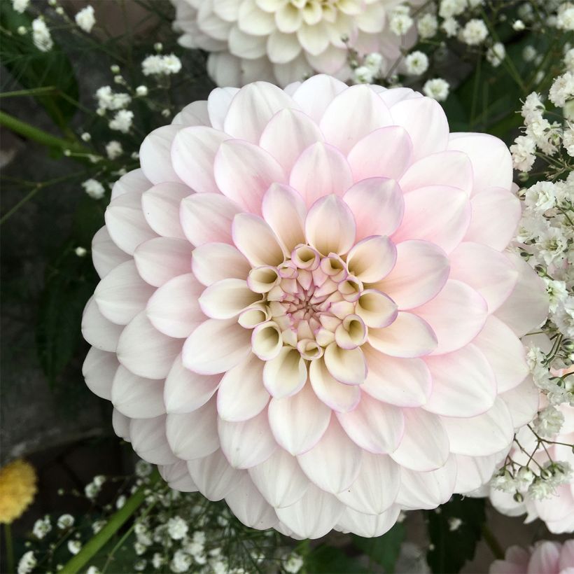 Pompon-Dahlie Janick's Symphony (Flowering)