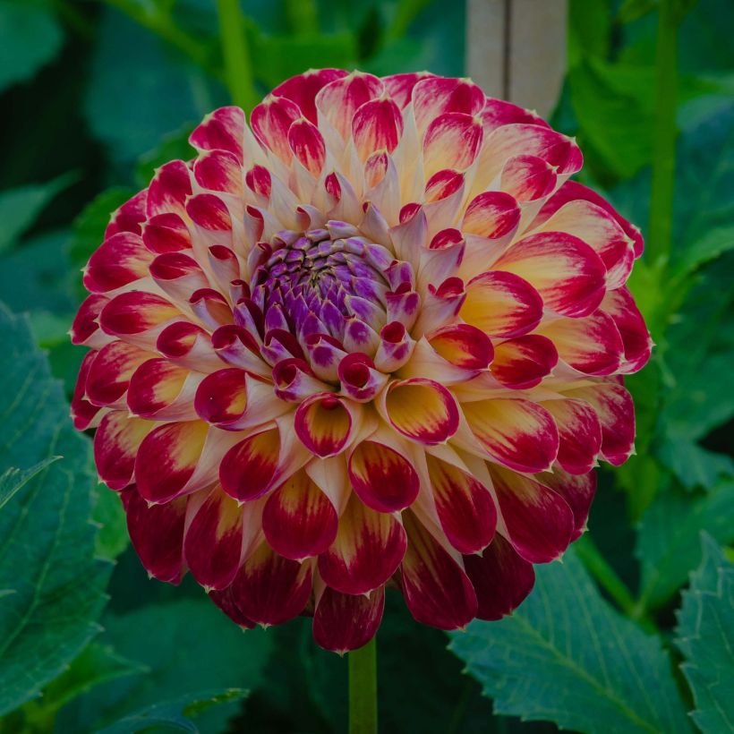 Pompon-Dahlie Jowey Joshua (Flowering)