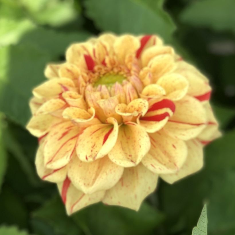 Pompon-Dahlie Jowey Provence (Flowering)